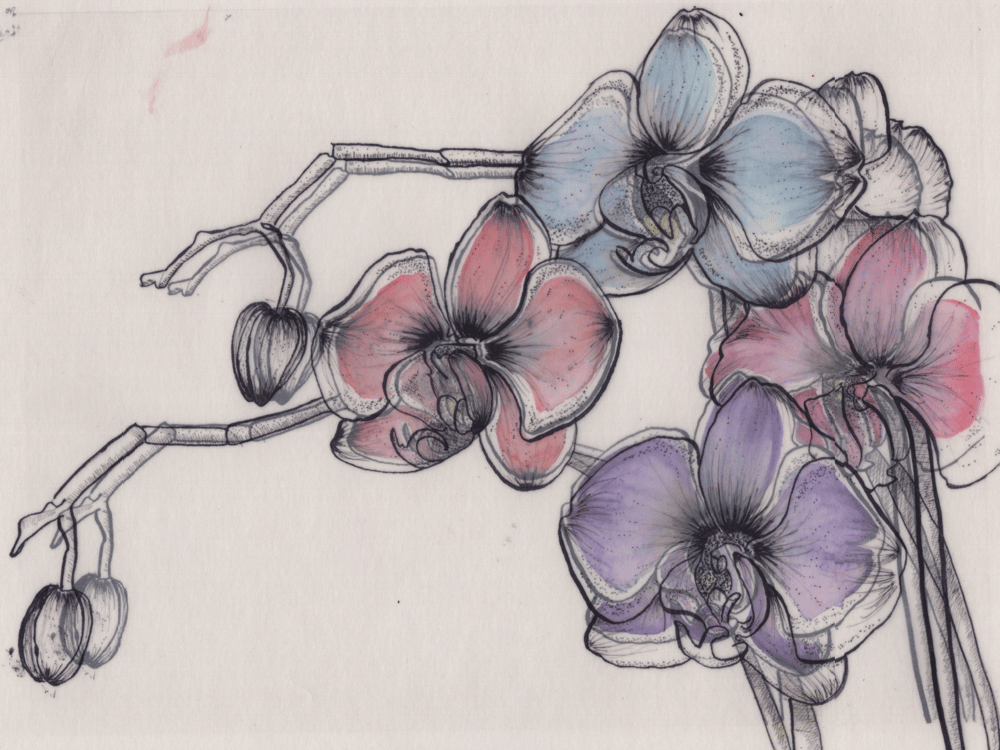 Pen & Ink Irises - image 6 - student project