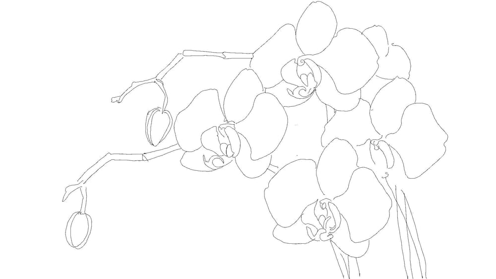 Pen & Ink Irises - image 1 - student project