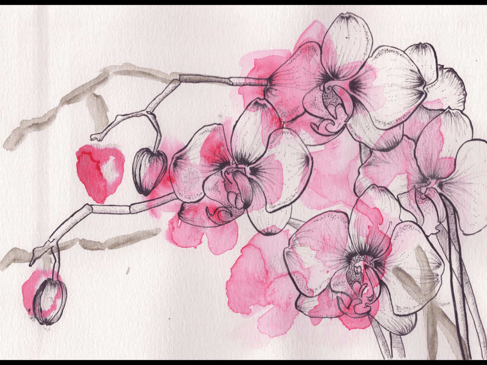 Pen & Ink Irises - image 5 - student project