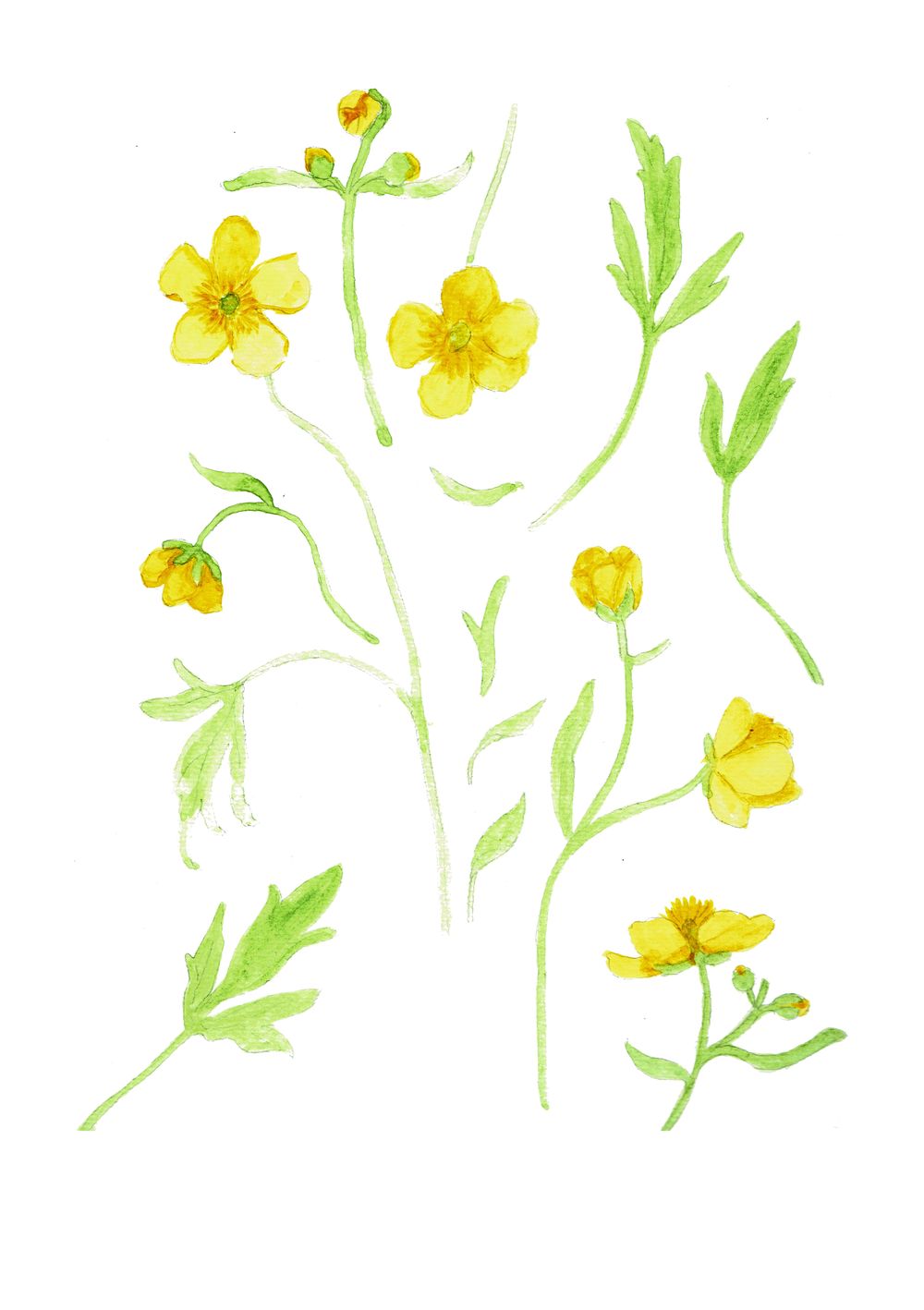 Buttercups - image 1 - student project