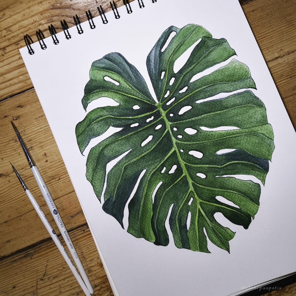Monstera leaf - image 1 - student project