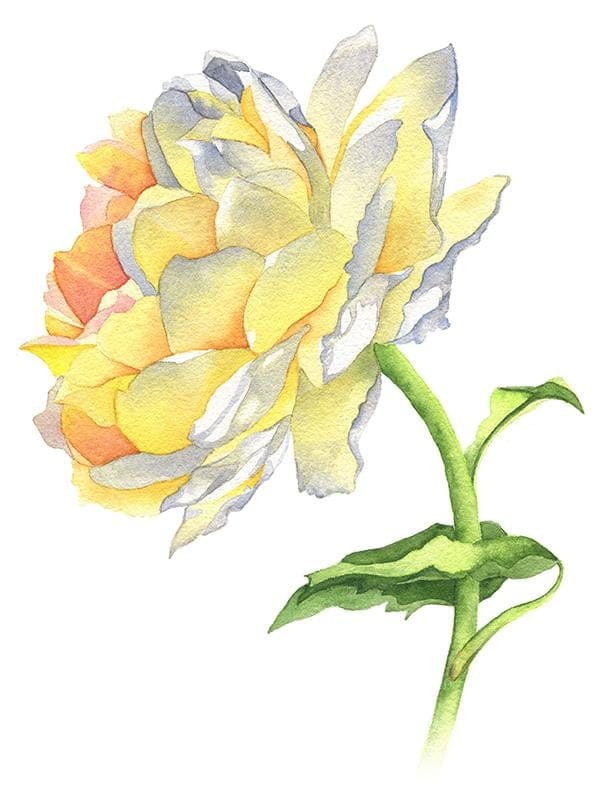 Yellow Rose Watercolor - image 1 - student project