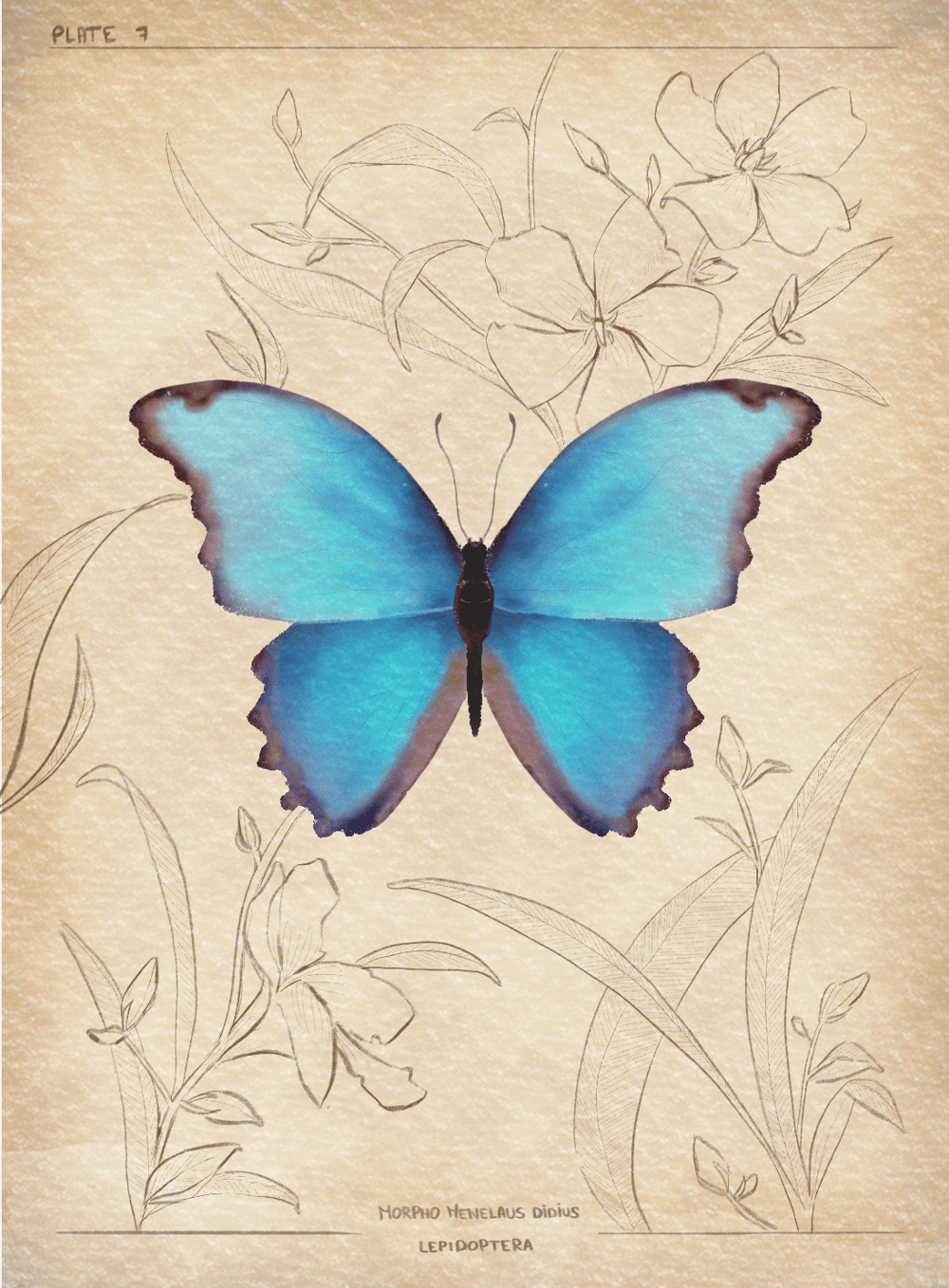 Watercolour morpho and oleanders - image 1 - student project