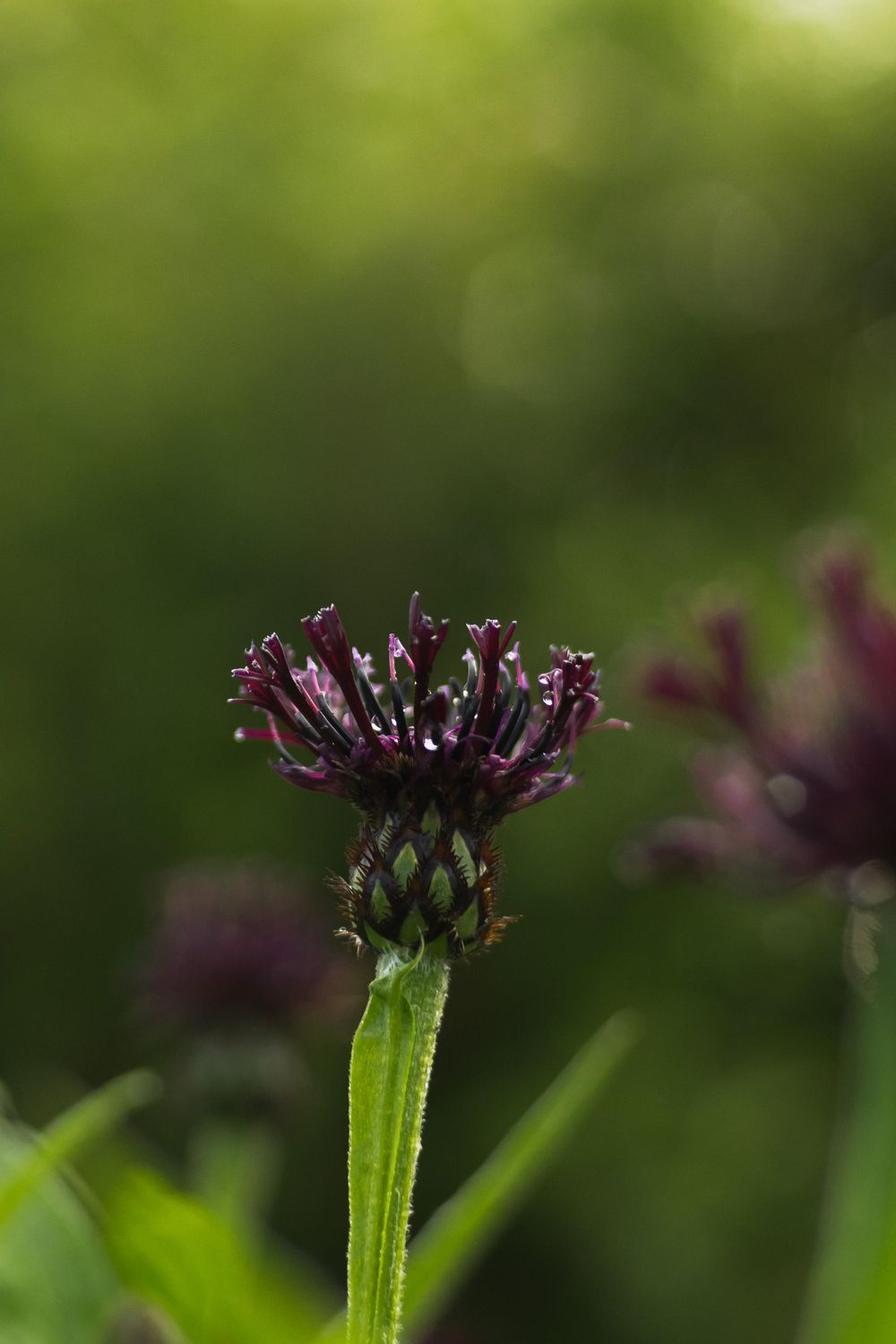 Garden Plant - image 2 - student project