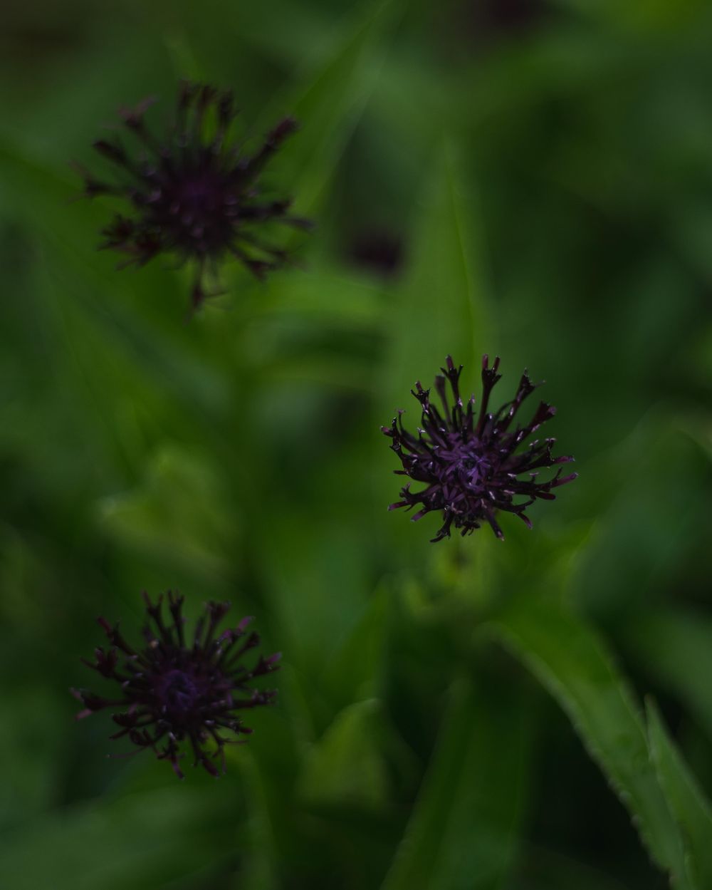 Garden Plant - image 3 - student project