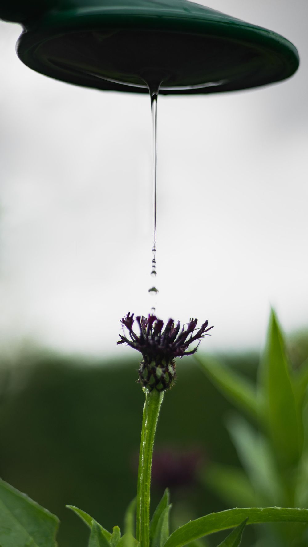 Garden Plant - image 1 - student project