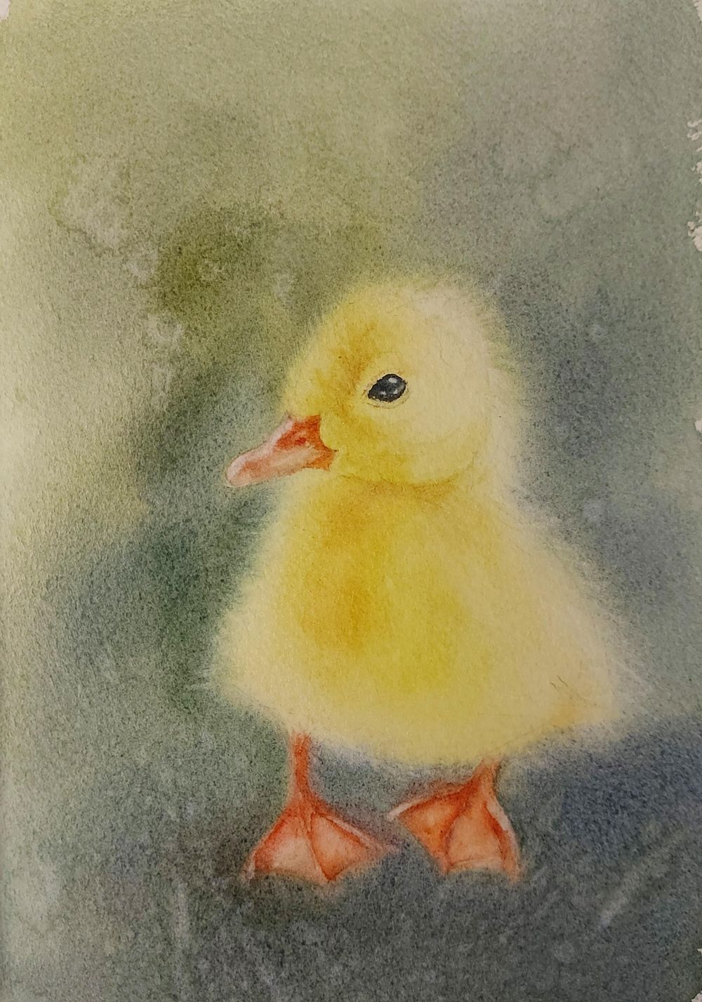 Soft Yellow Duckling Portrait - Learn To Paint Soft Down And Hair - image 4 - student project