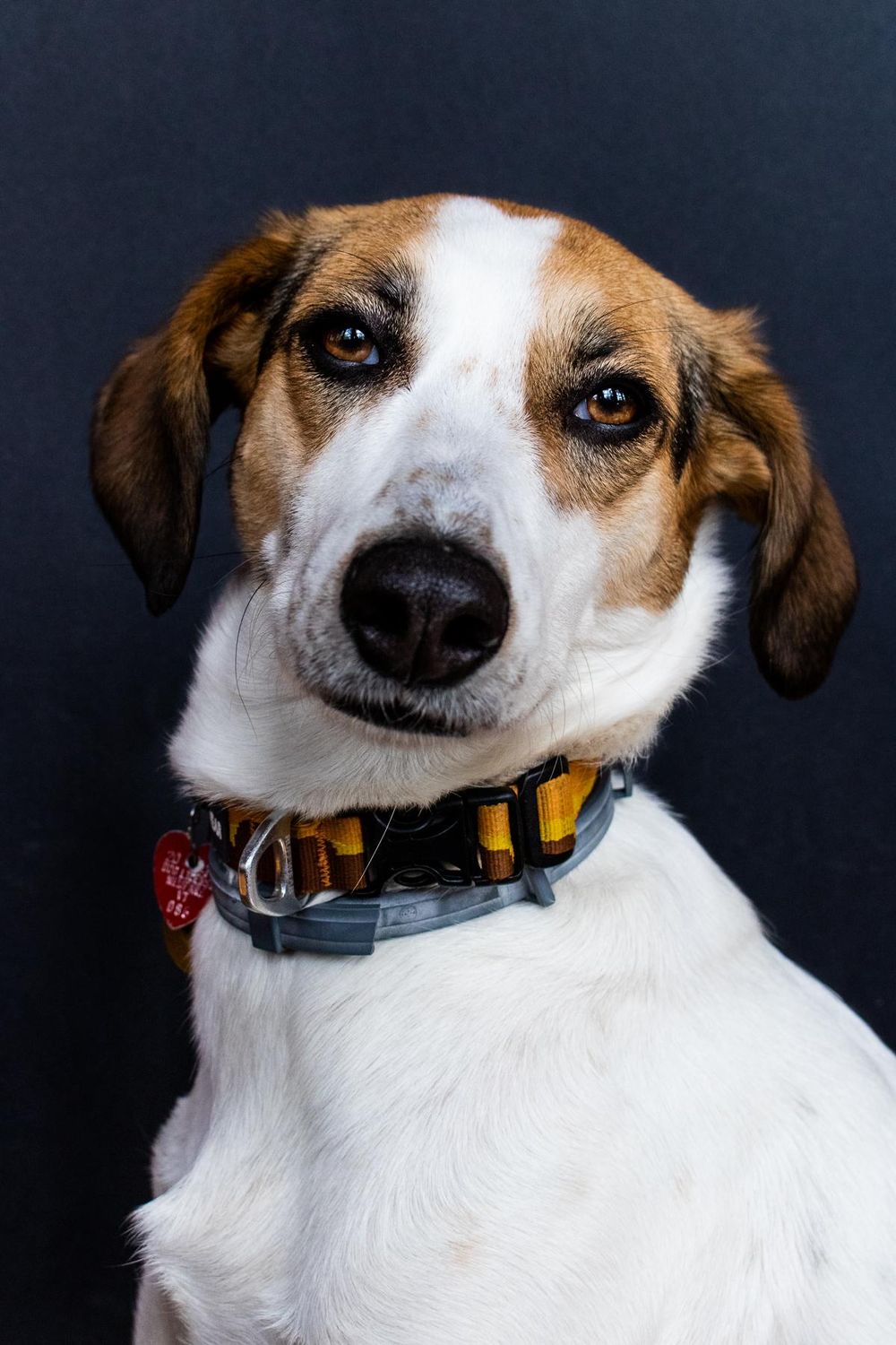 Pet Portraits: Gidget - image 1 - student project