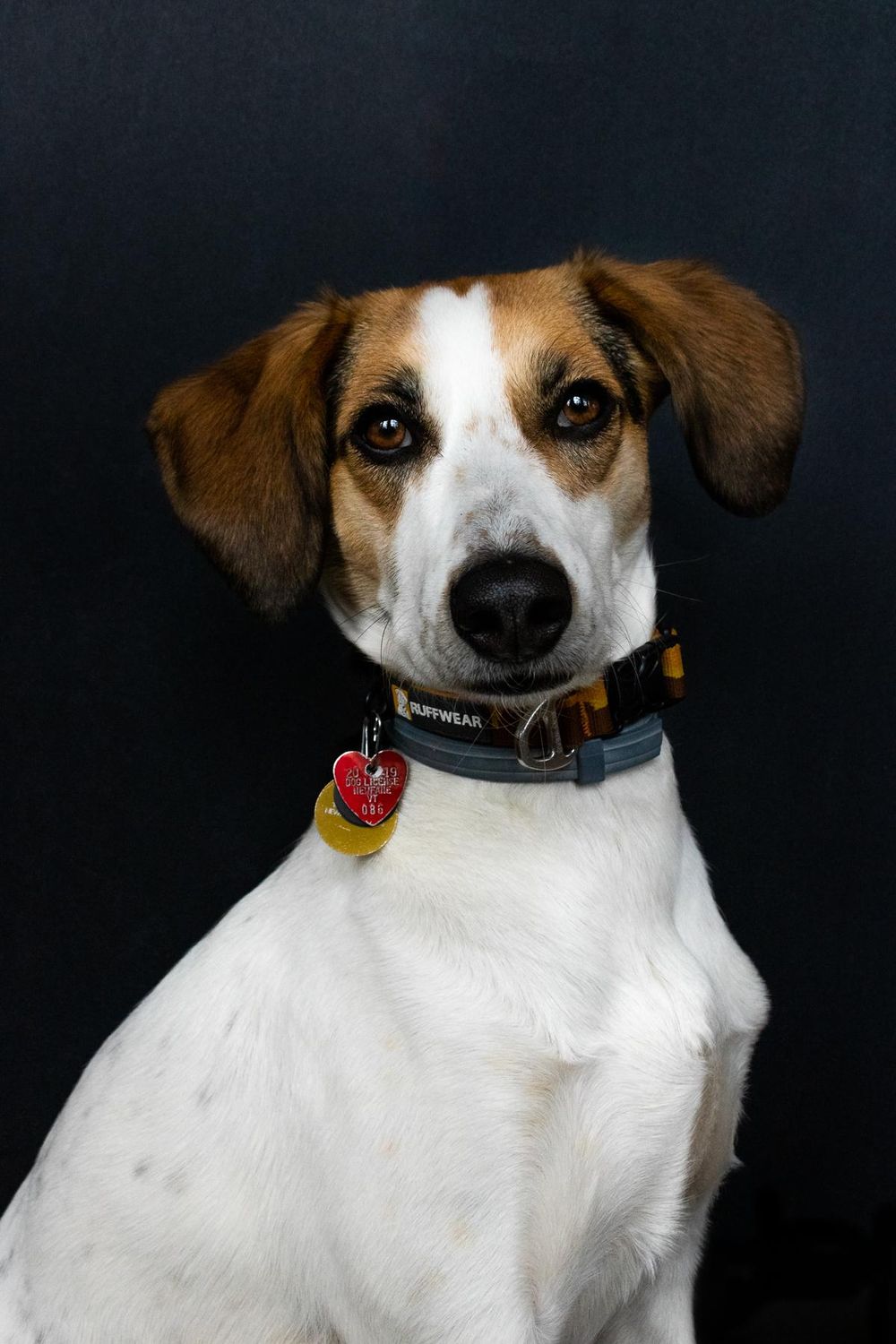 Pet Portraits: Gidget - image 4 - student project