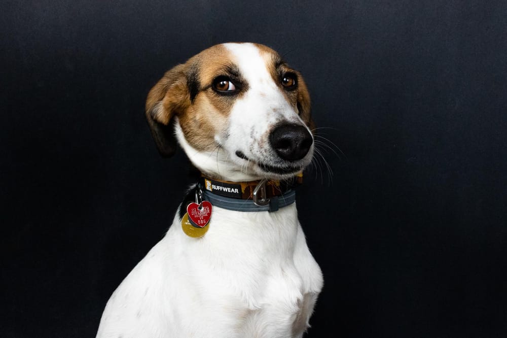 Pet Portraits: Gidget - image 3 - student project