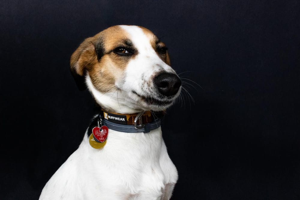 Pet Portraits: Gidget - image 2 - student project