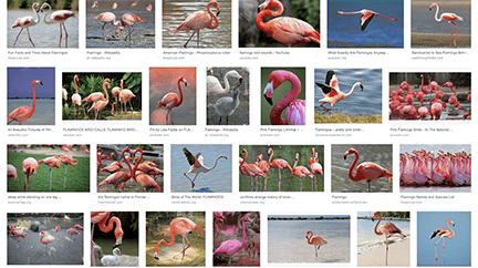 Flamingo Love - image 1 - student project
