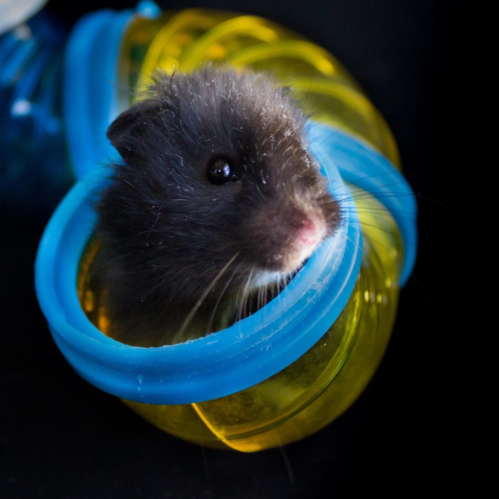 Harvey & Luna - image 1 - student project
