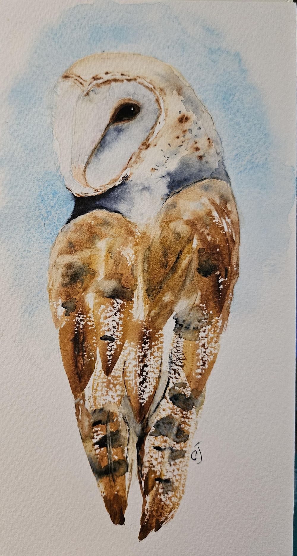 Barn owl - 051925 - image 1 - student project