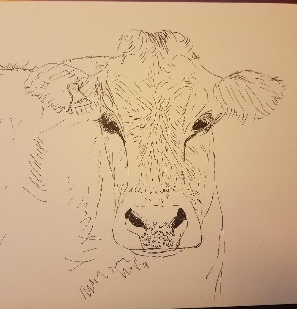 Cow with ink and loose w/c - image 1 - student project