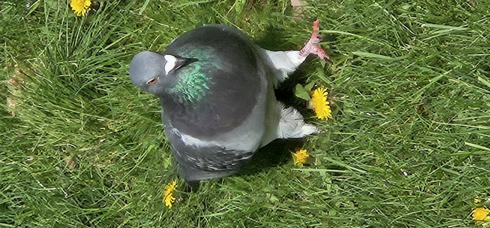 Plump NY pigeon - image 1 - student project