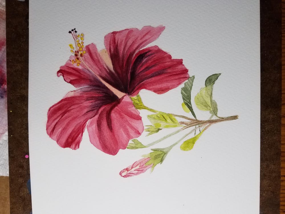 red hibiscus - image 1 - student project