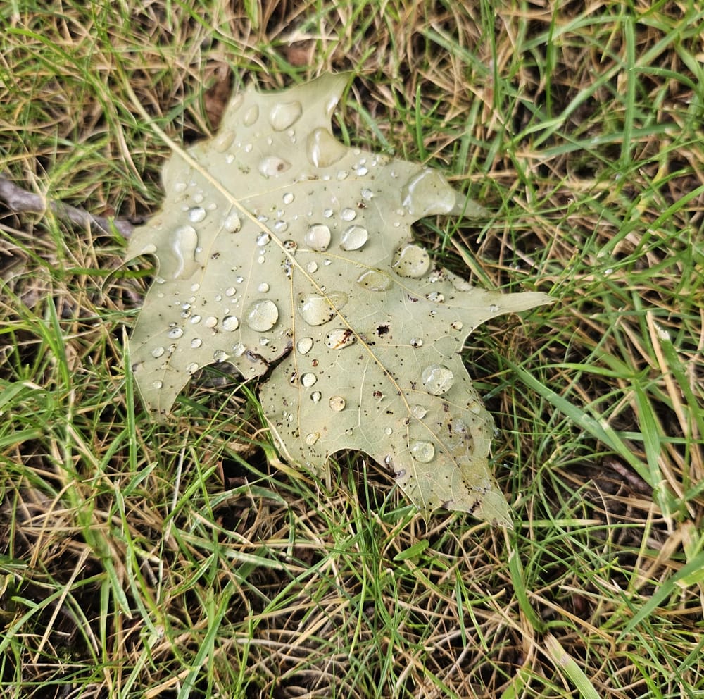 Leaves in undersea green - image 3 - student project