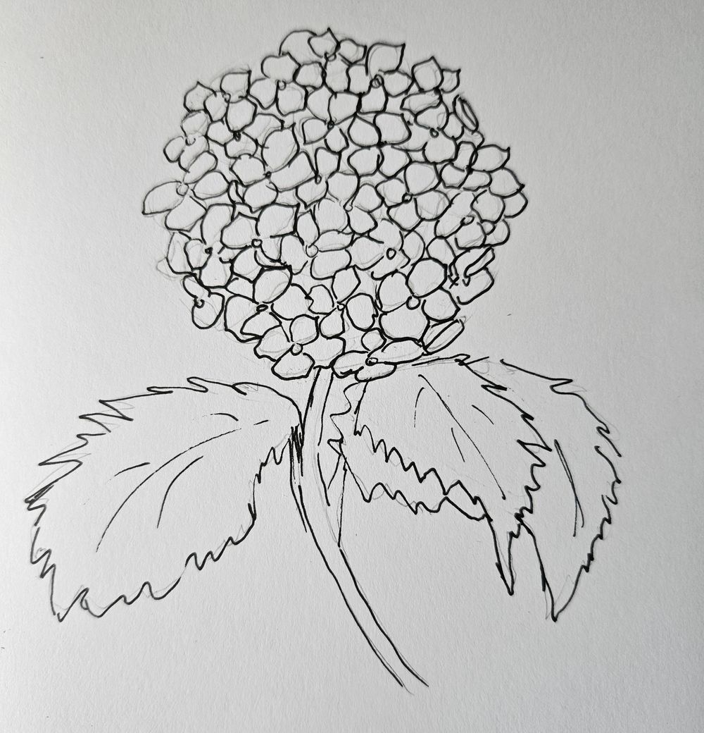 Hydrangea with markers - image 2 - student project