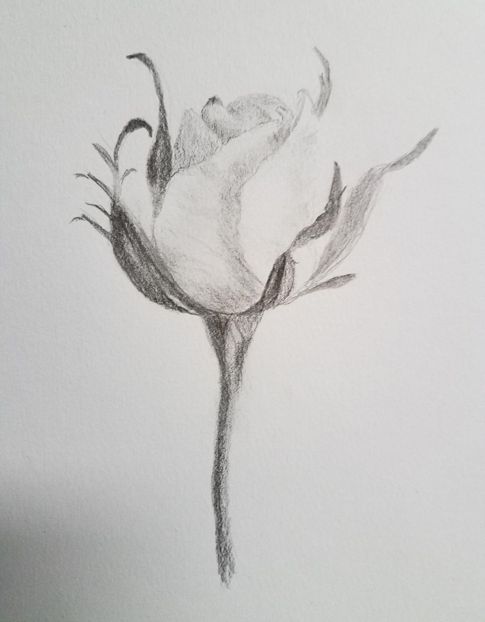 Rose sketch - image 1 - student project
