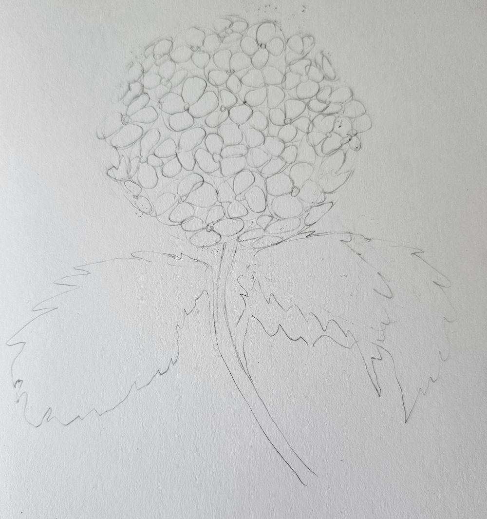 Hydrangea with markers - image 1 - student project