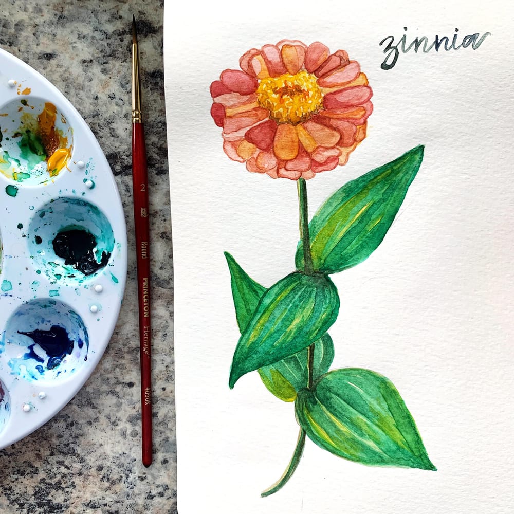 Watercolour Zinnia - image 1 - student project