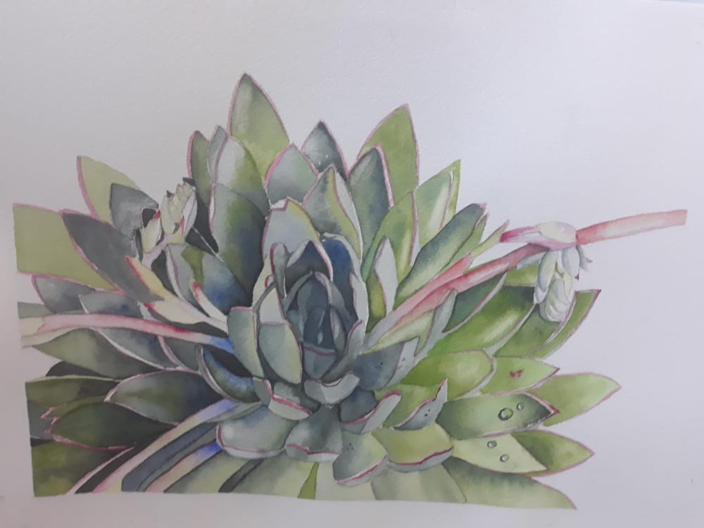 Watercolour Succulent - image 1 - student project