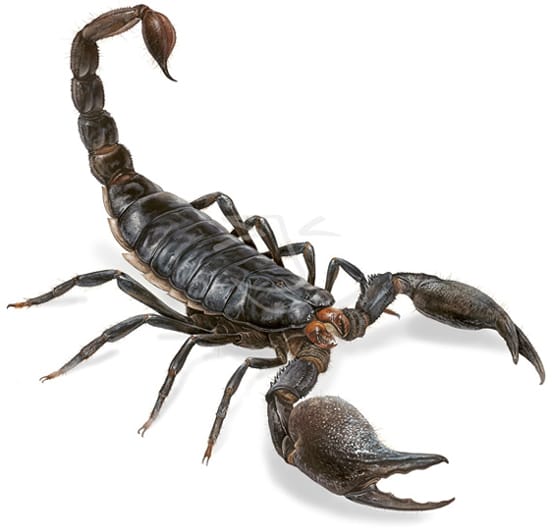 Doggy and scorpion :) - image 3 - student project