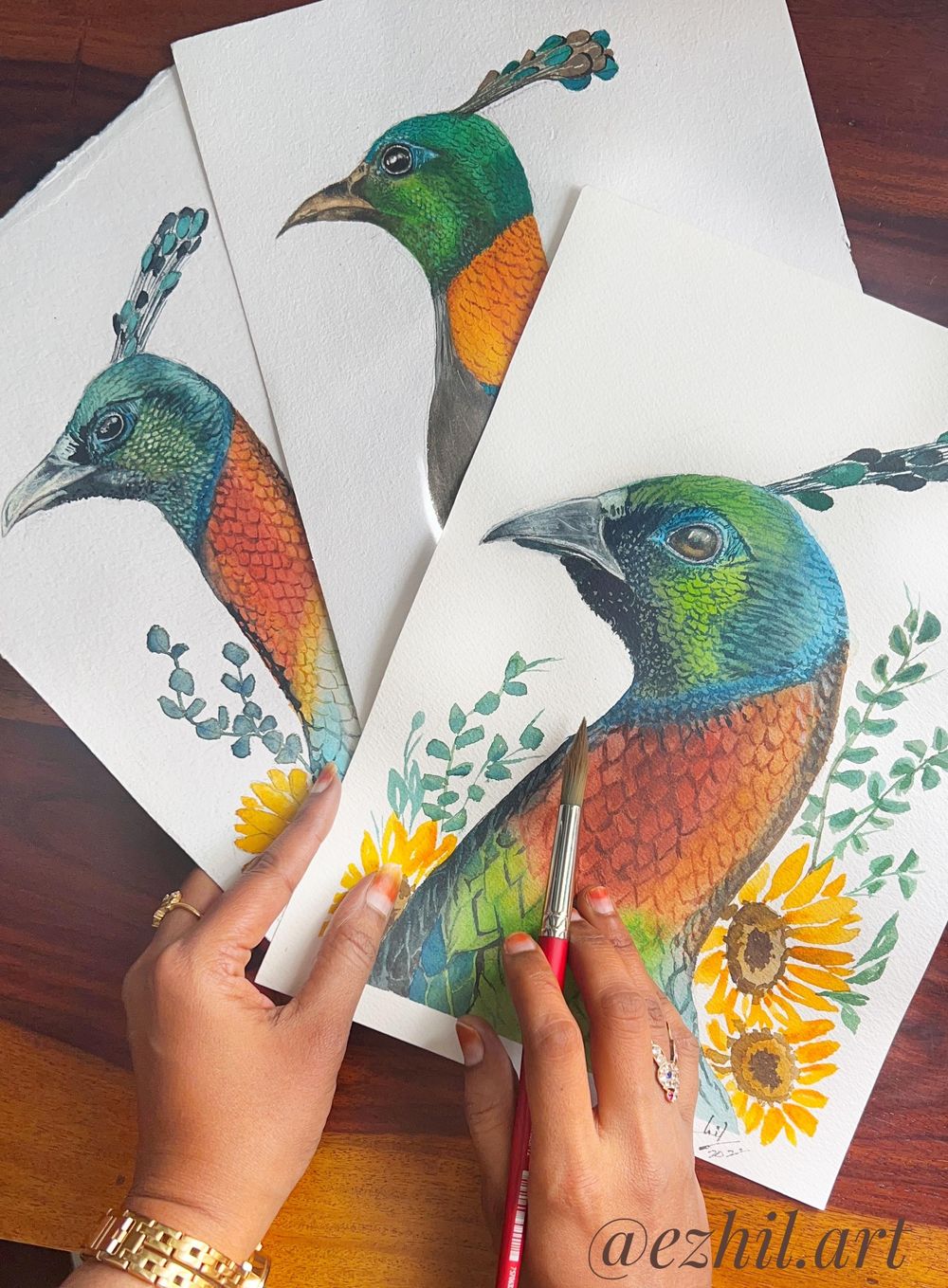 Himalayan Monal - image 1 - student project