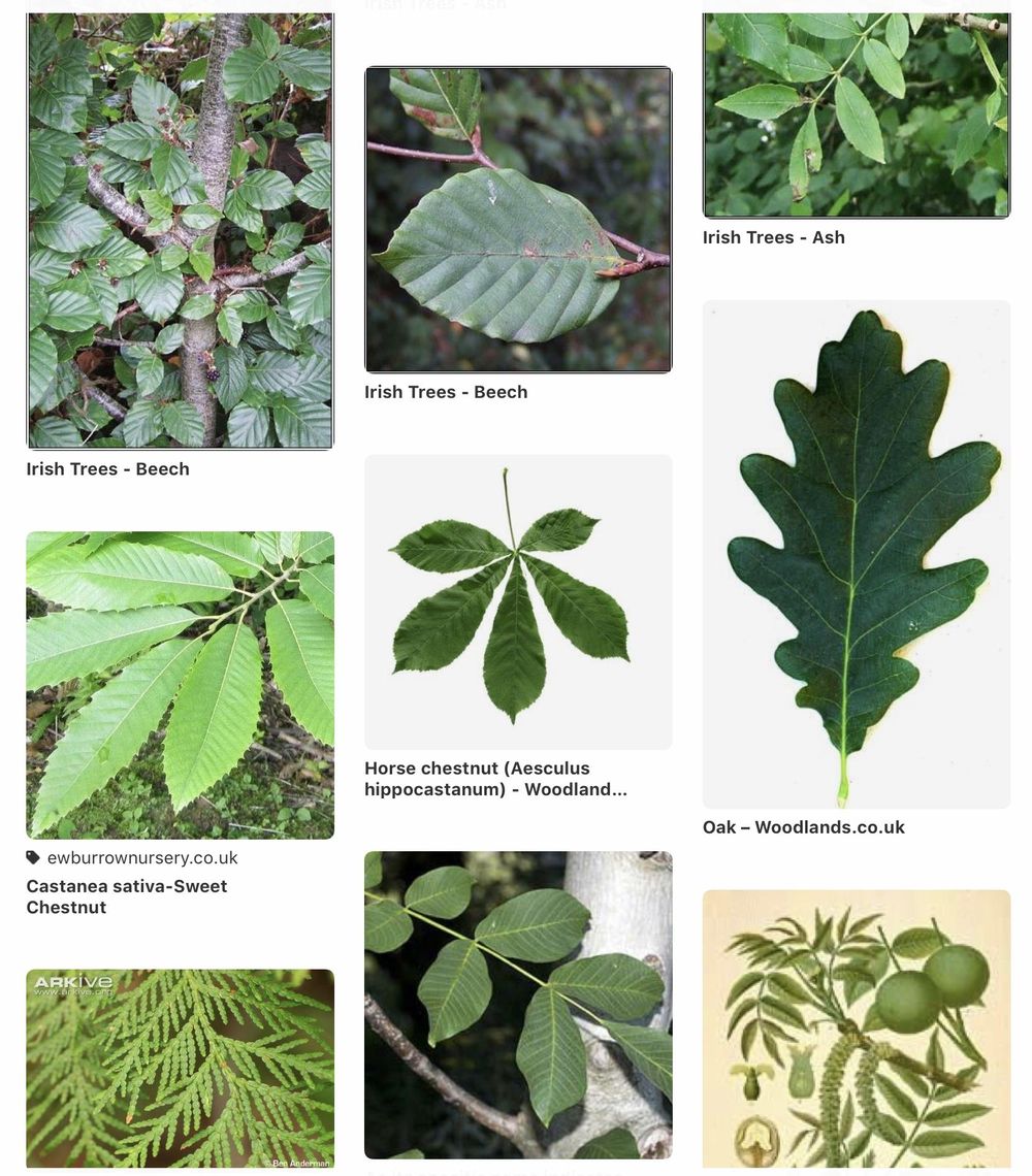 Leaf pattern - image 1 - student project