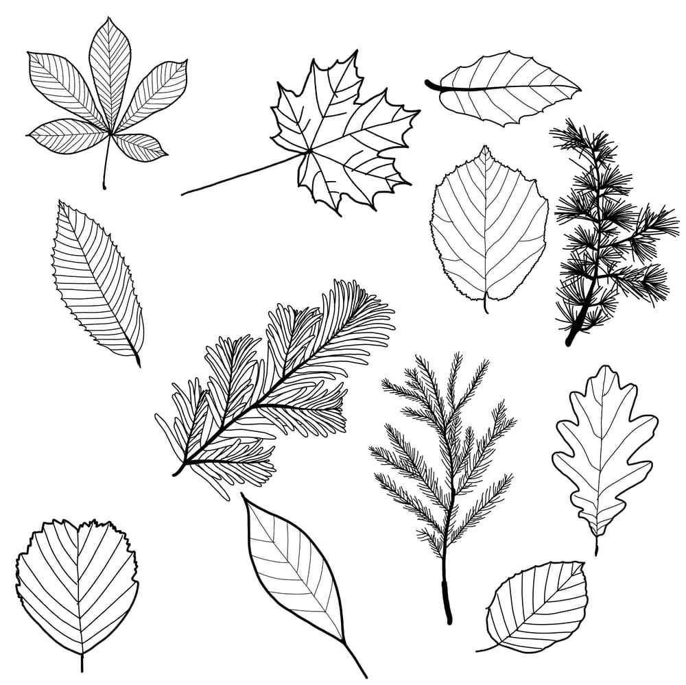 Leaf pattern - image 2 - student project