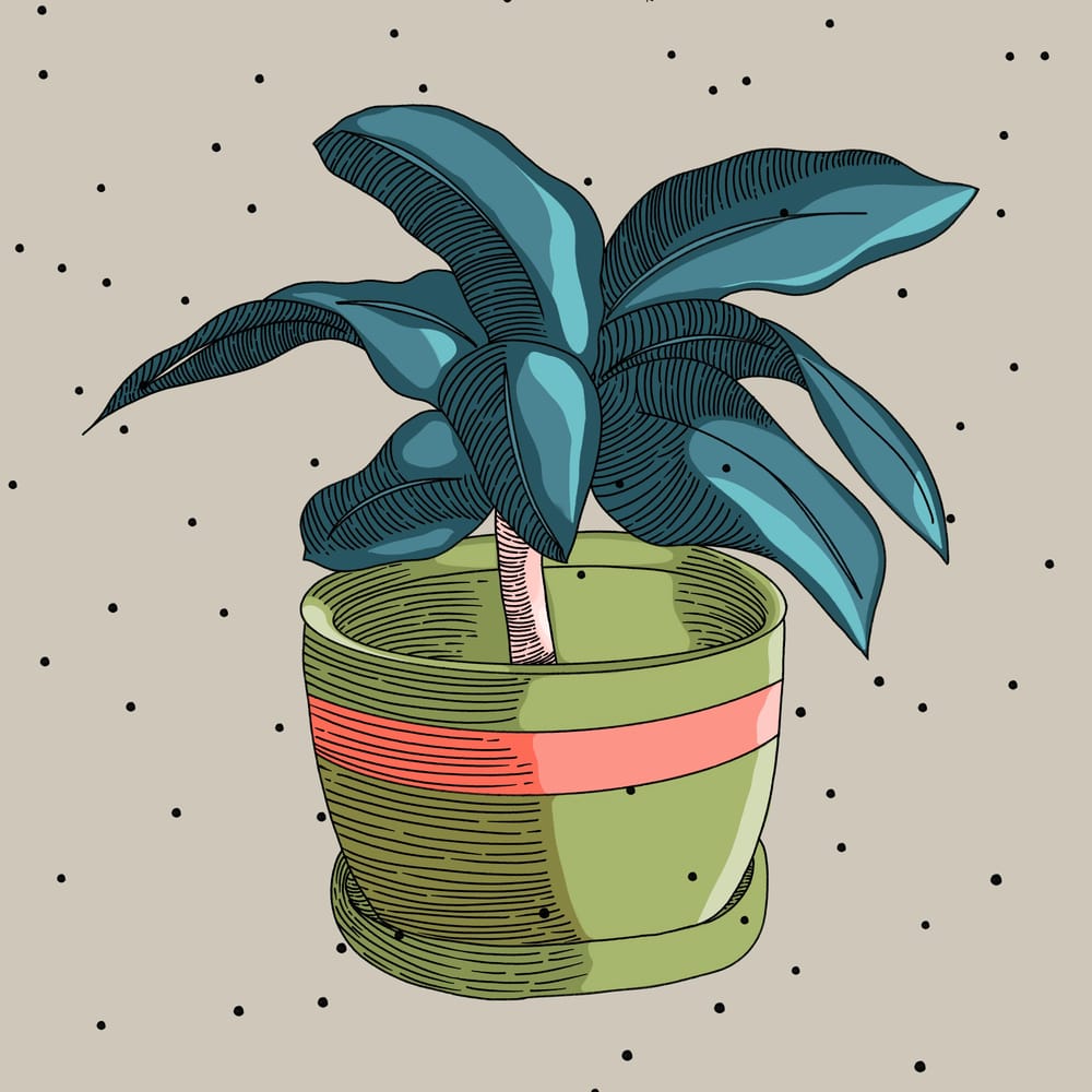 plant-skillshare-student-project