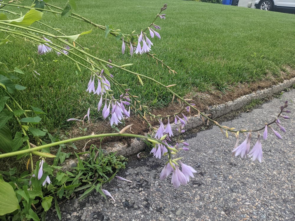 Urban Nature Journaling: 7 Days of Artistic Prompts - image 10 - student project