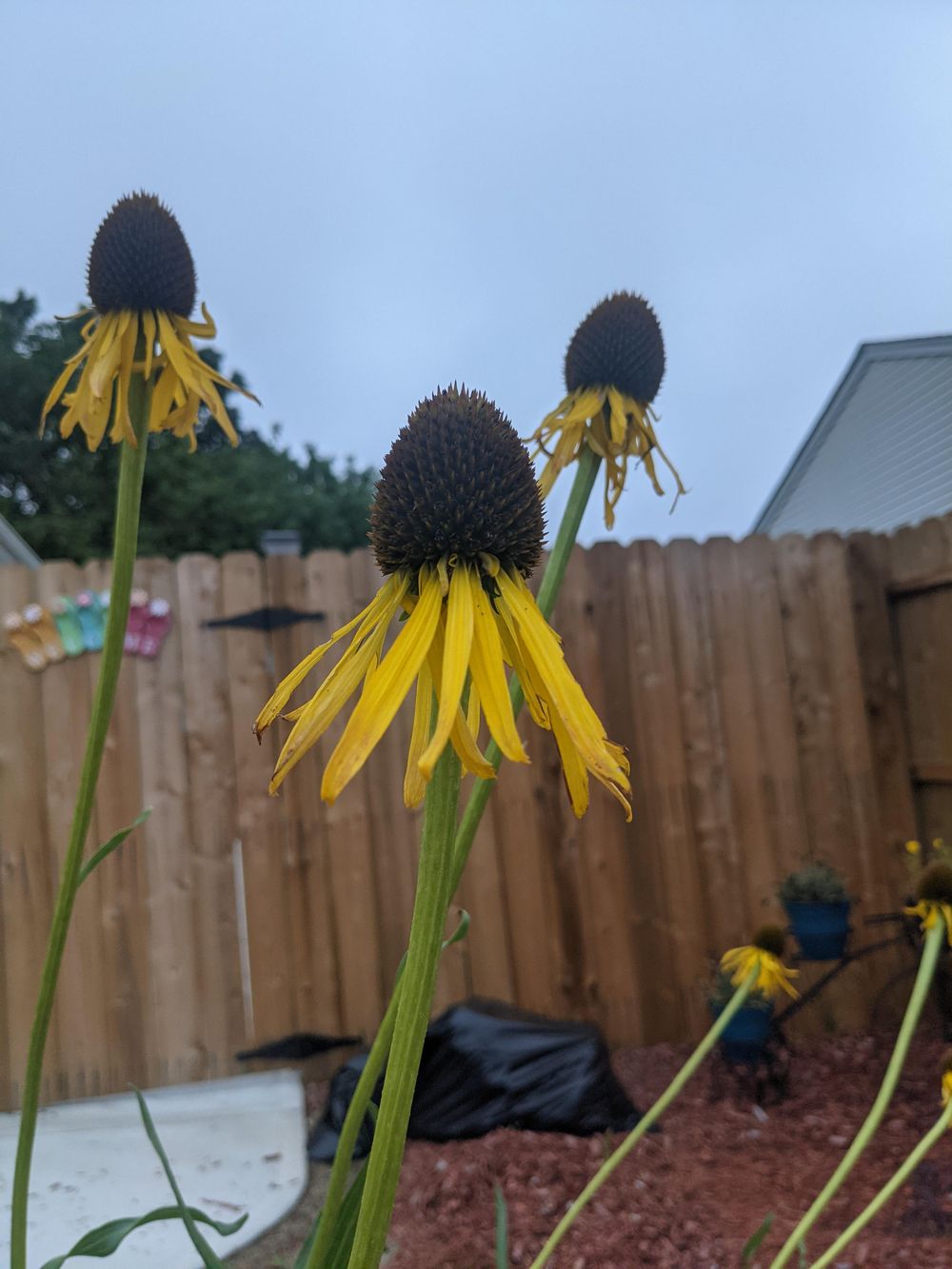 Urban Nature Journaling: 7 Days of Artistic Prompts - image 9 - student project