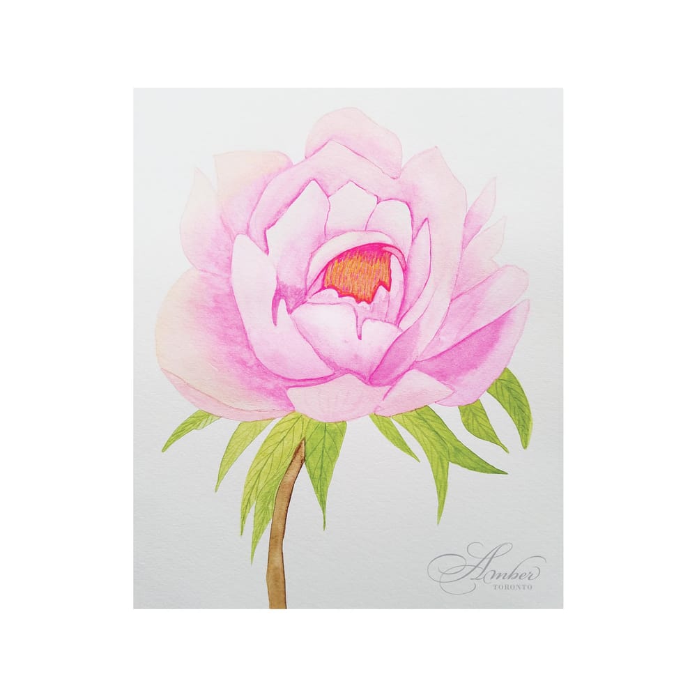 Pink Peony - image 1 - student project