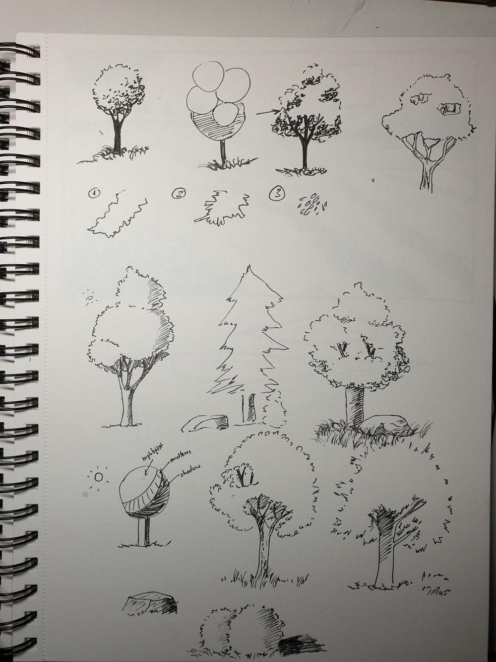 Sketching Nature with Sarah Burns - image 6 - student project
