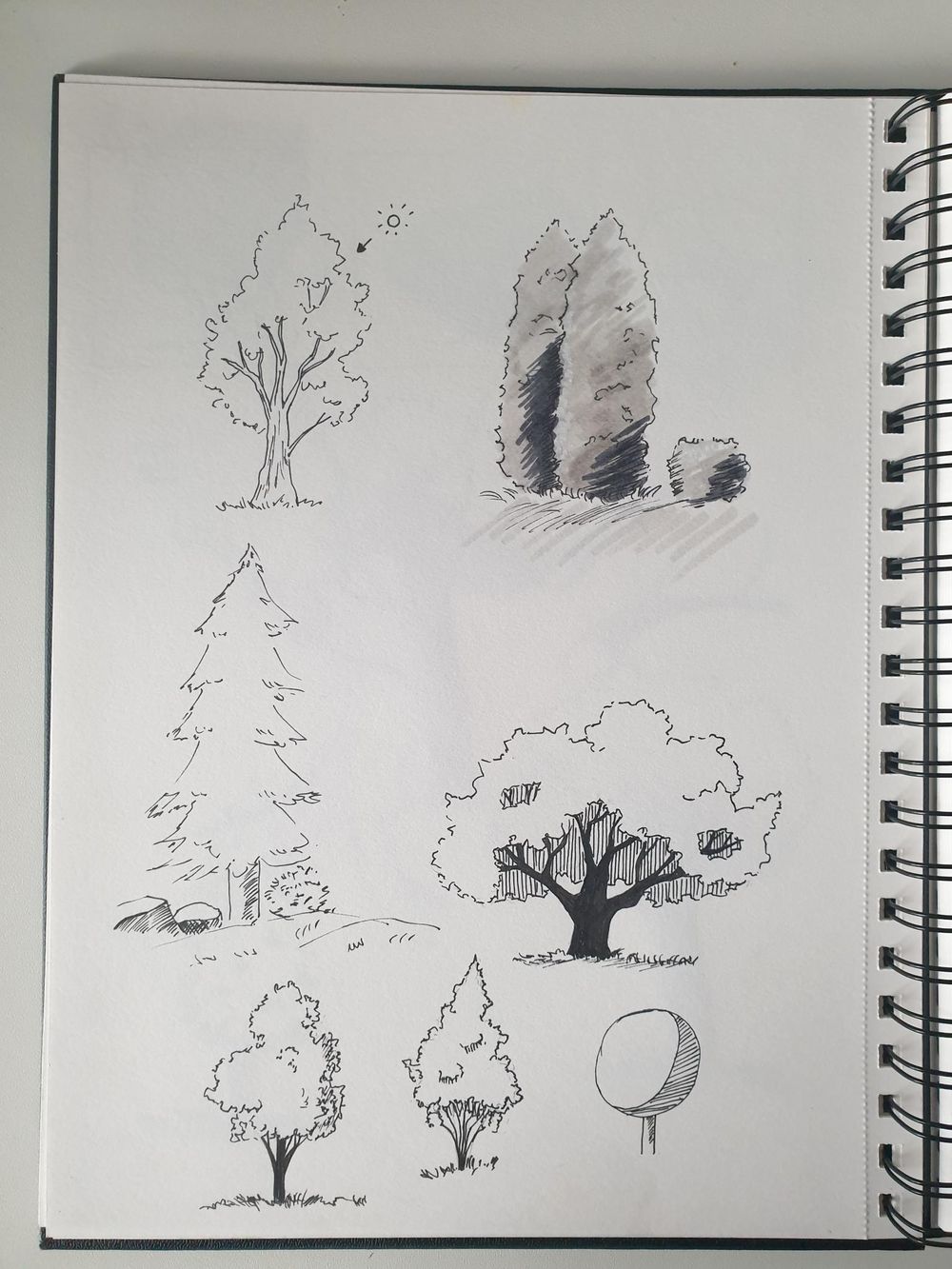 Sketching Nature with Sarah Burns - image 5 - student project