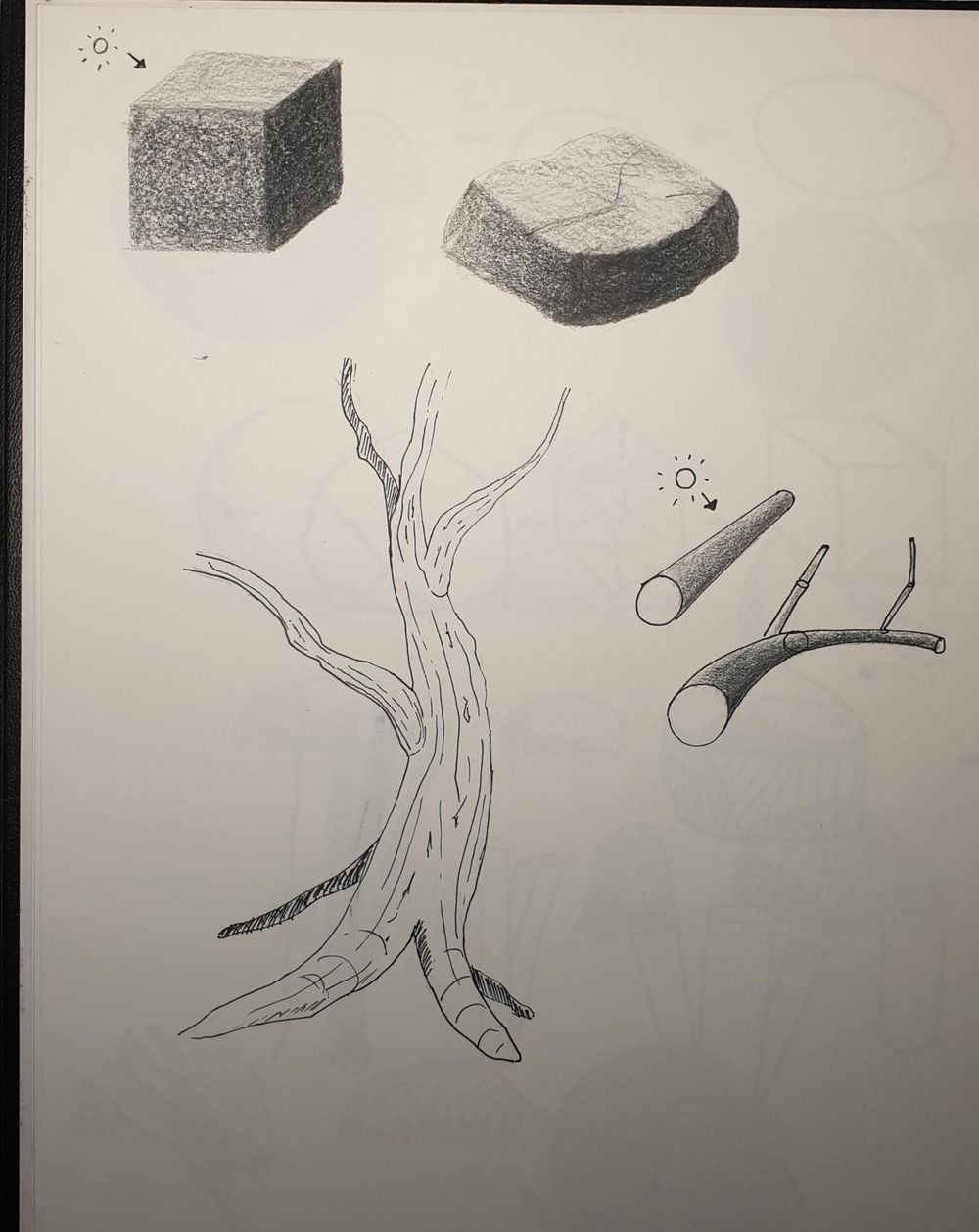 Sketching Nature with Sarah Burns - image 3 - student project