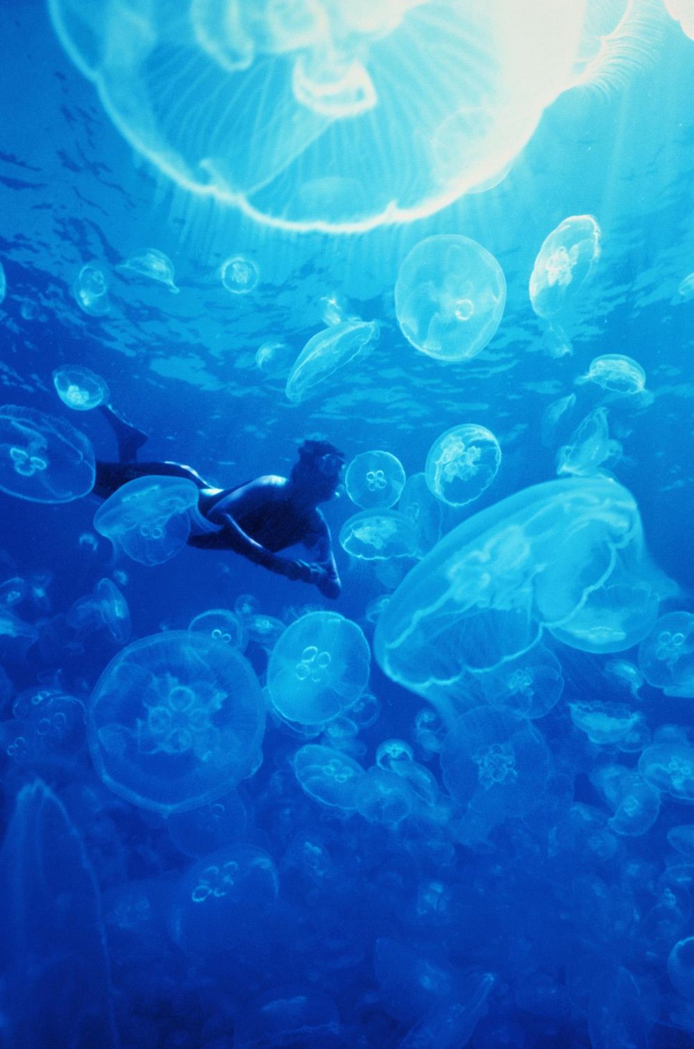 Wonderlust Inspiration - image 12 - student project