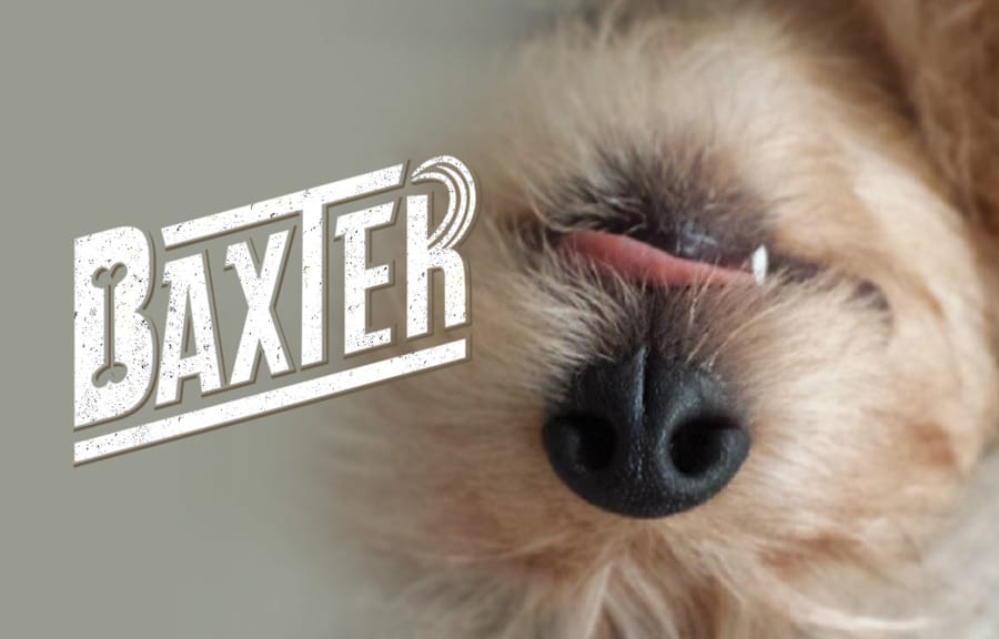 Baxter - image 2 - student project