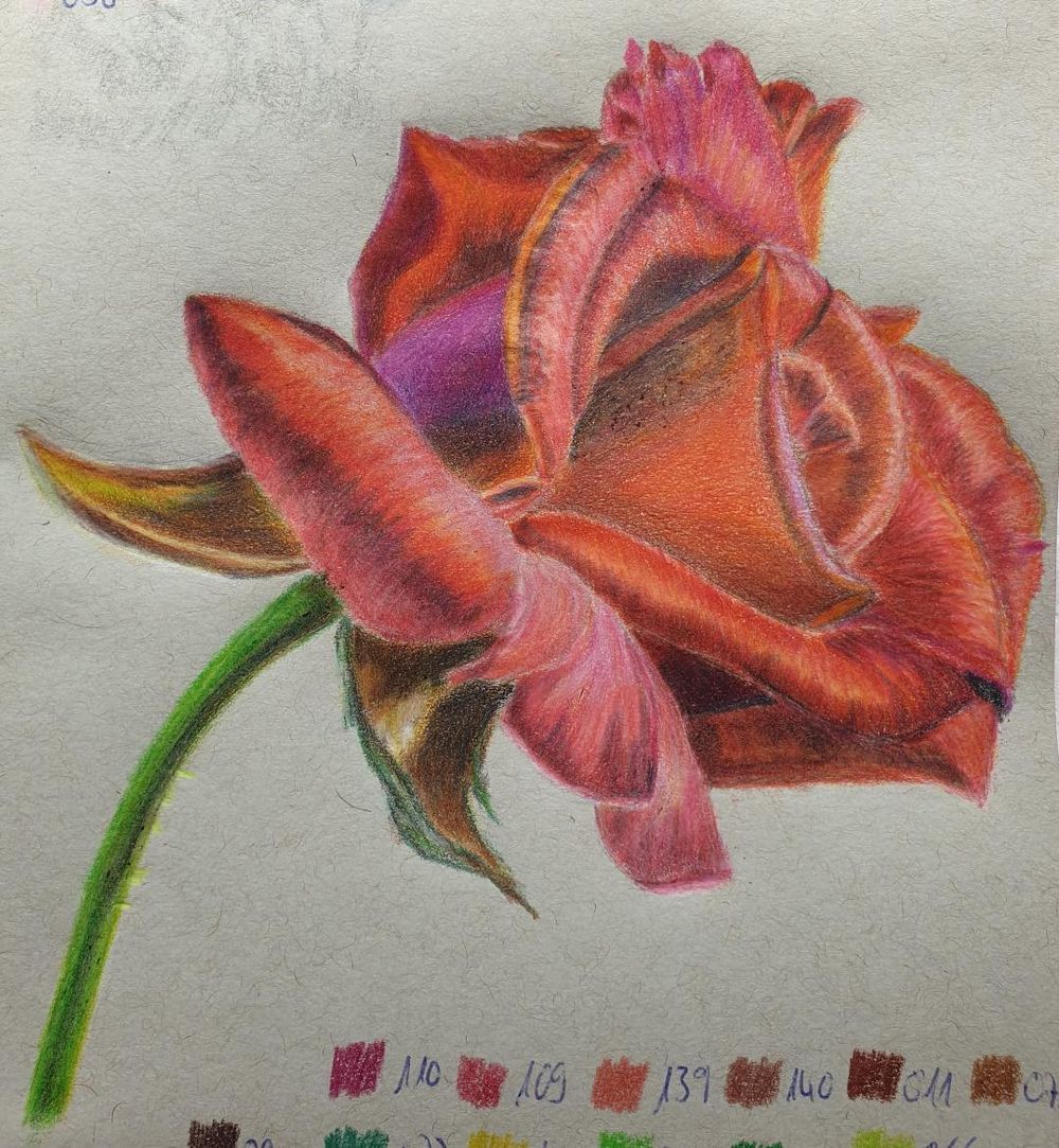 Colored Pencil Tips, Techniques and Hacks - The Rose - image 1 - student project