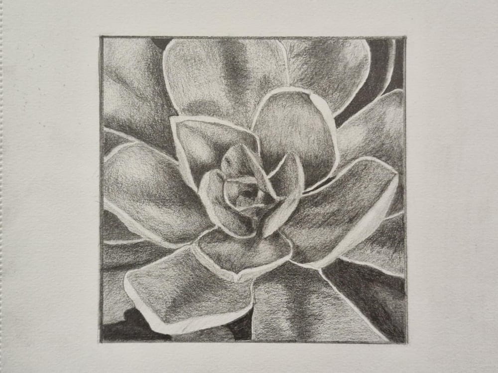 Shading a succulent - image 1 - student project