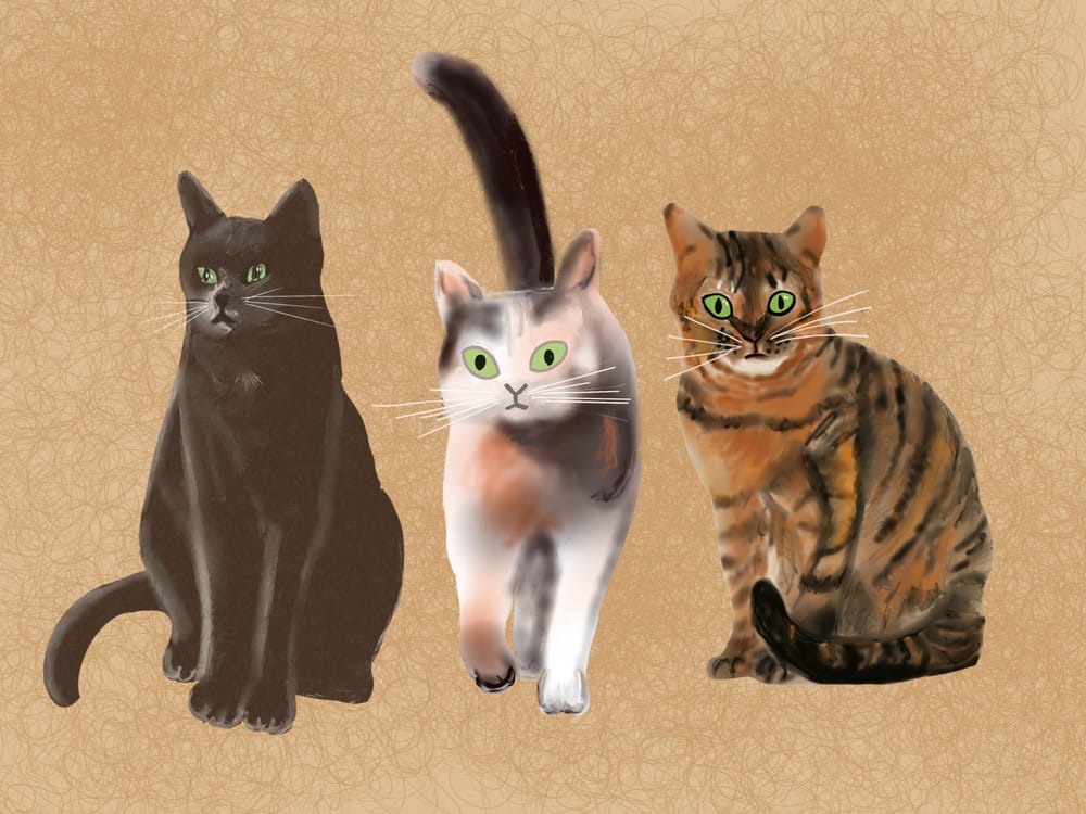 Cats ' - image 2 - student project