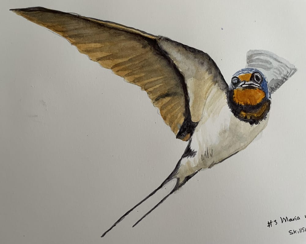 Swallow - image 1 - student project