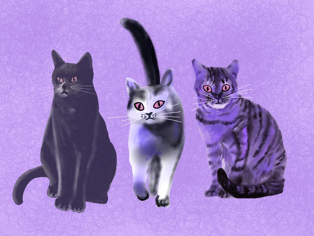 Cats ' - image 3 - student project