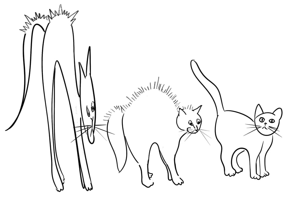 Fun with cats! I I - image 11 - student project