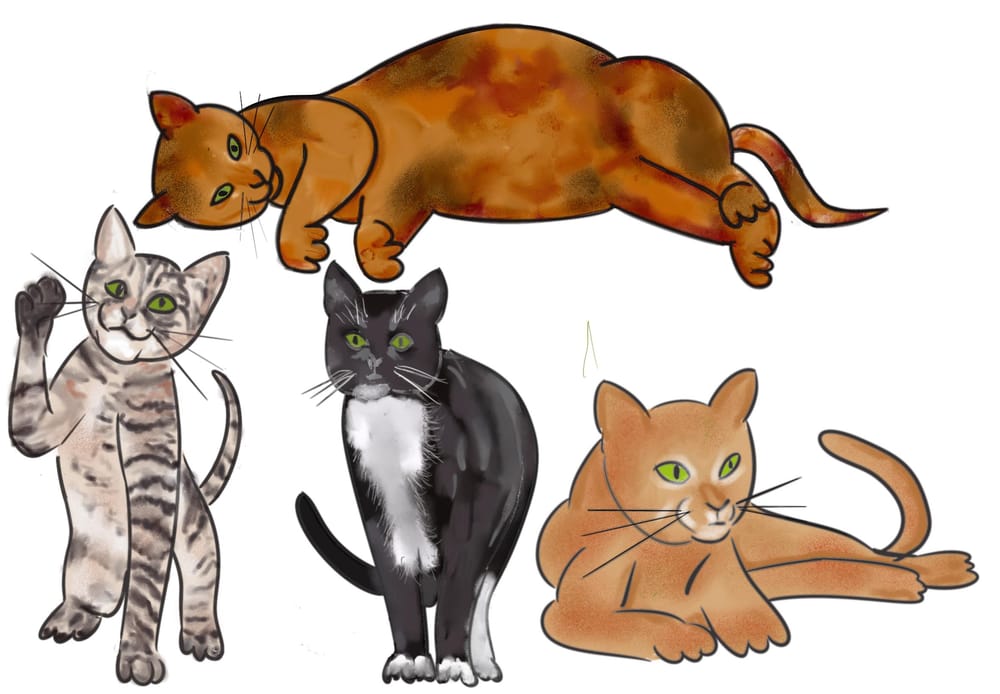 Fun with cats! I I - image 9 - student project