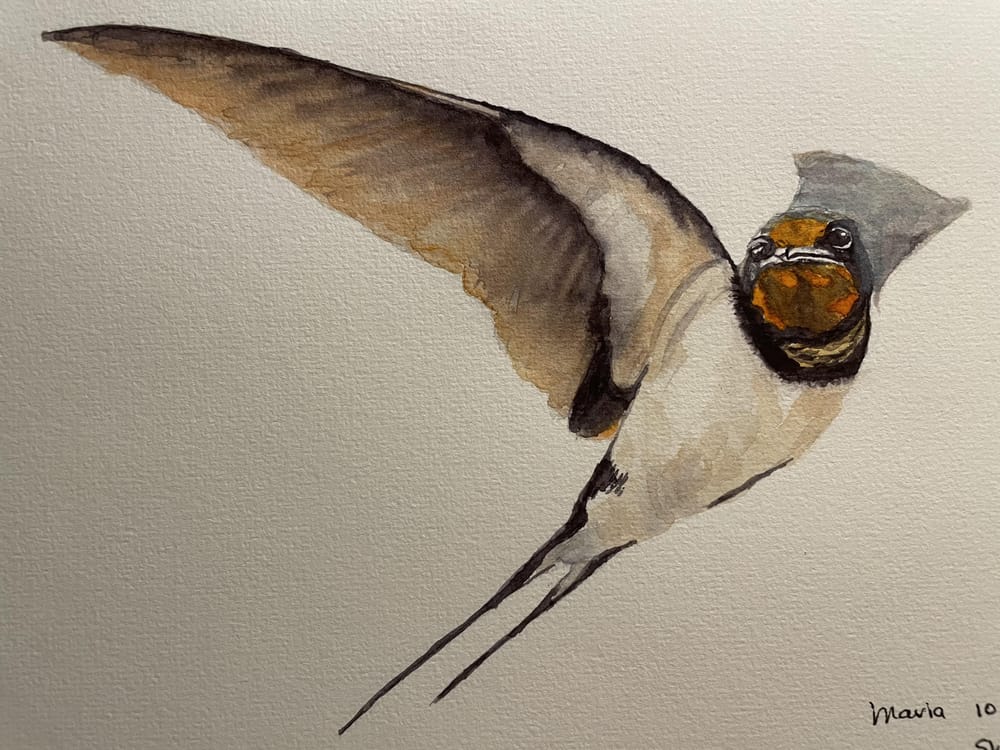 Swallow - image 2 - student project