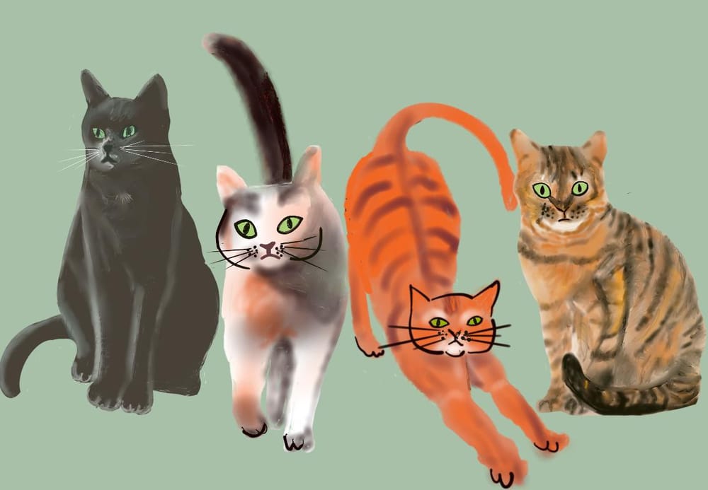 Cats ' - image 5 - student project