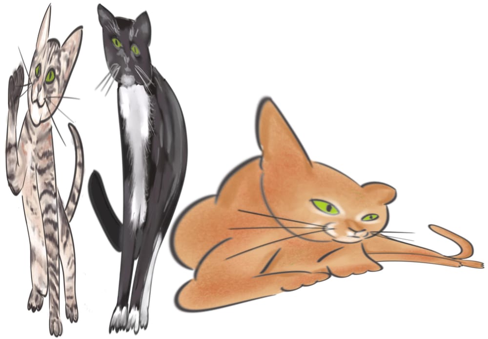 Fun with cats! I I - image 10 - student project